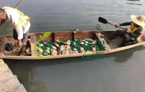 廣州旺旺食品廢水直排，永和河大量魚類死亡(圖1)